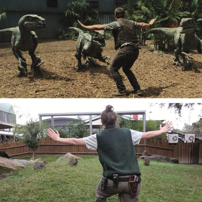There’s nothing harder than getting 3 Quokkas to cooperate! #JurassicZoo #ZoorassicWorld http://t.co/9sZfuMIBRu http://t.co/RgqKlWTVT0