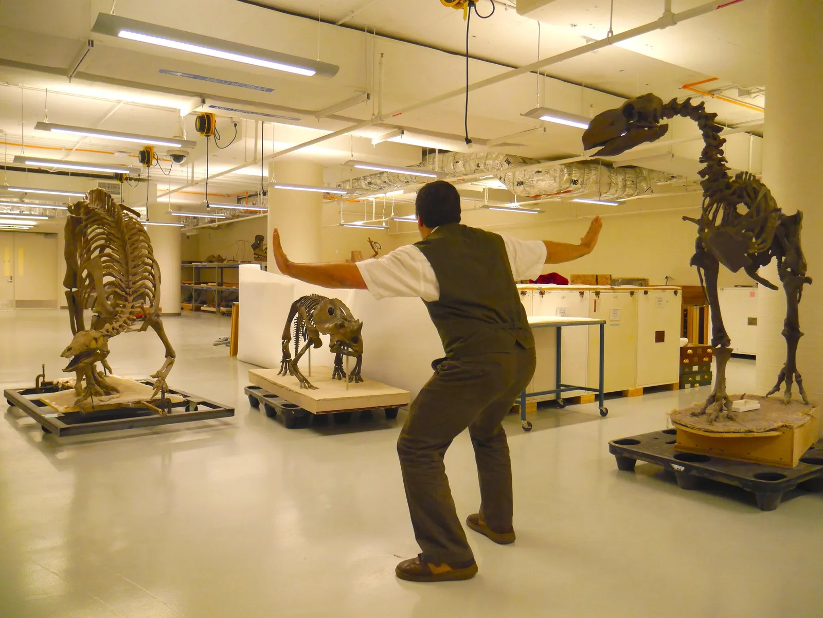#PrattKeeping is a key component of the exhibition process. Our Dinosaur Curator, Matthew Carrano, has a tough job! http://t.co/IUCAP6LTBK