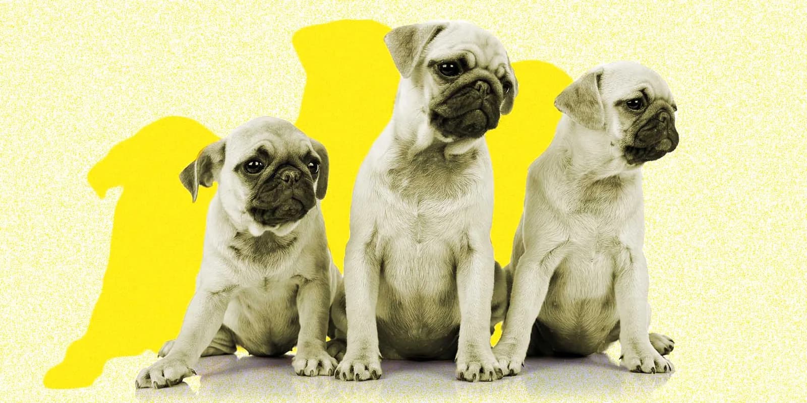 Puppy Love: Inside Purina's Ambitious New Content Play - Contently