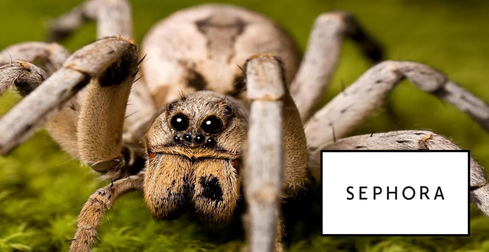 Sephora Body Butter Attracts Large Wolf Spiders, According To Online Rumors