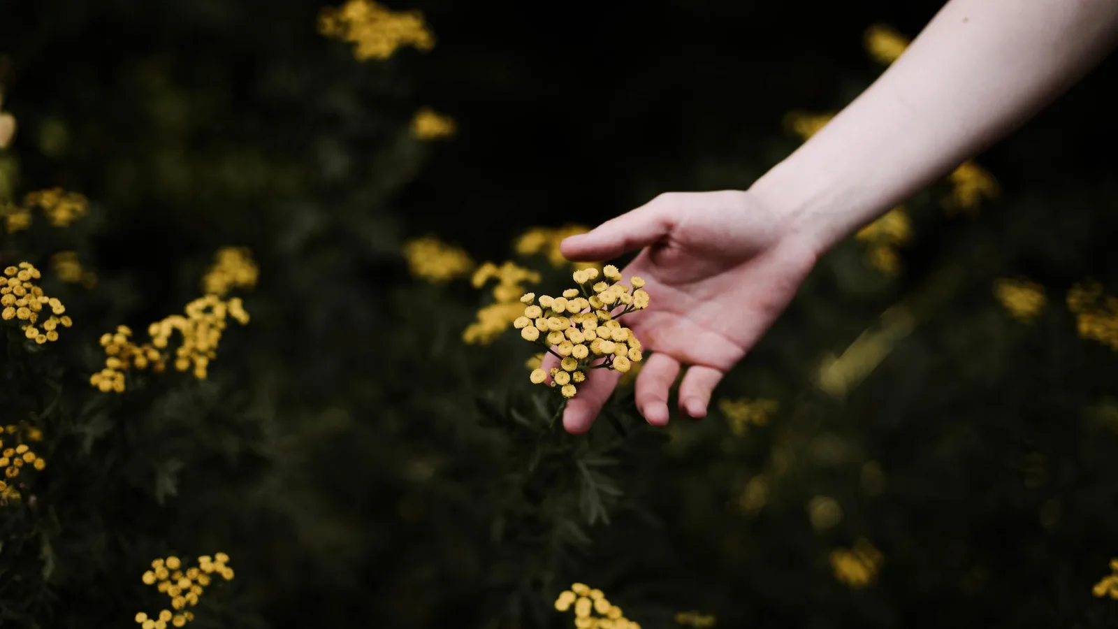 Woman holding wild yellow flowers .