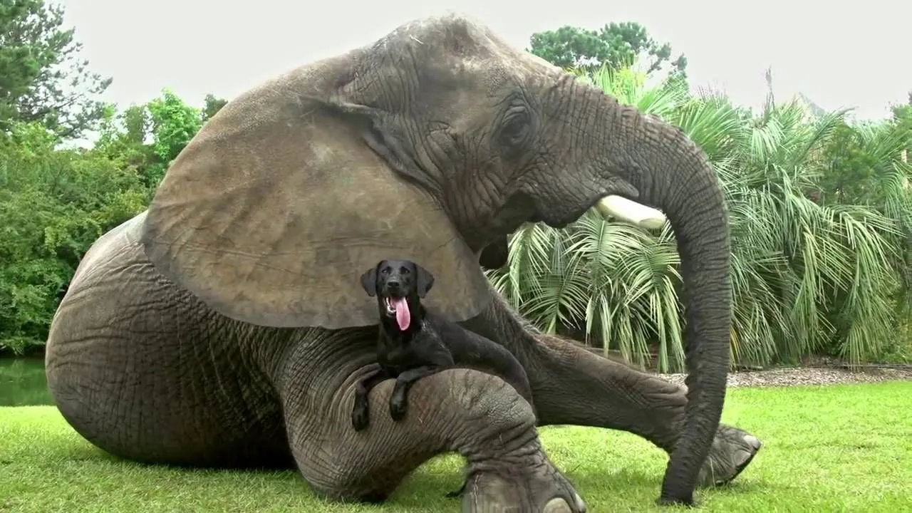 An animal-friendship montage set to Roger Miller’s Oo-De-Lally from Robin Hood.