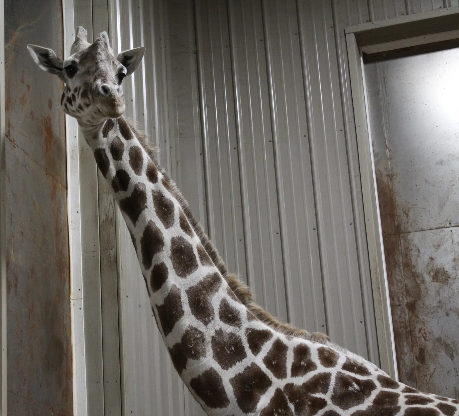 April the giraffe at Animal Adventure Park in November 2020; photographed by AFoust.