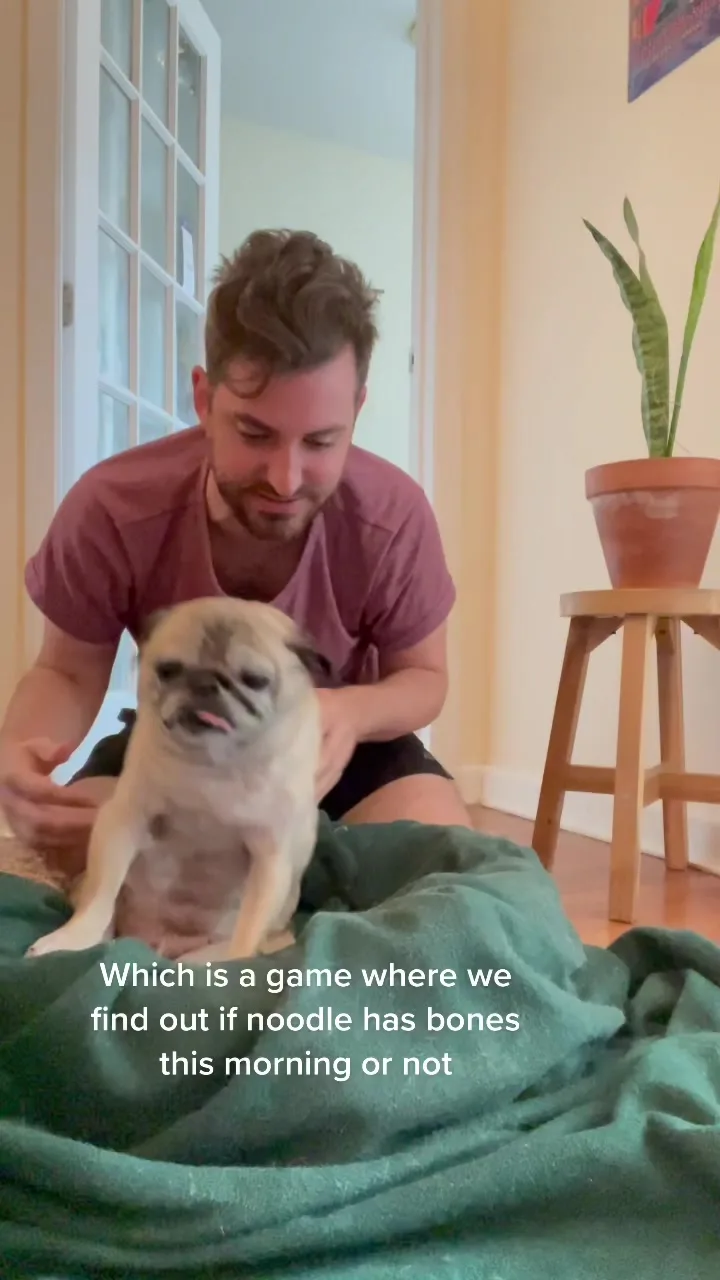 he had them just last night!! #pug #seniordog #boneless #humor #foryou