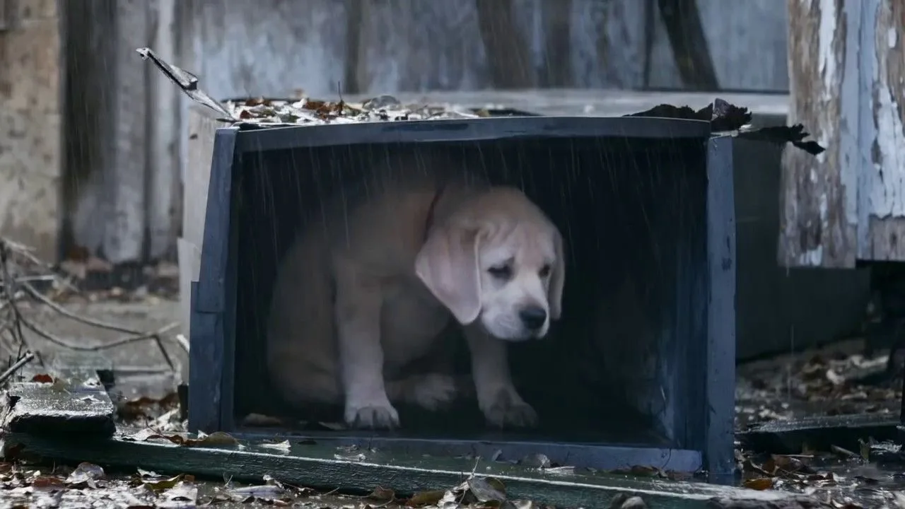 A Budweiser commercial about a lost puppy and the Clydesdales that came to its aid.