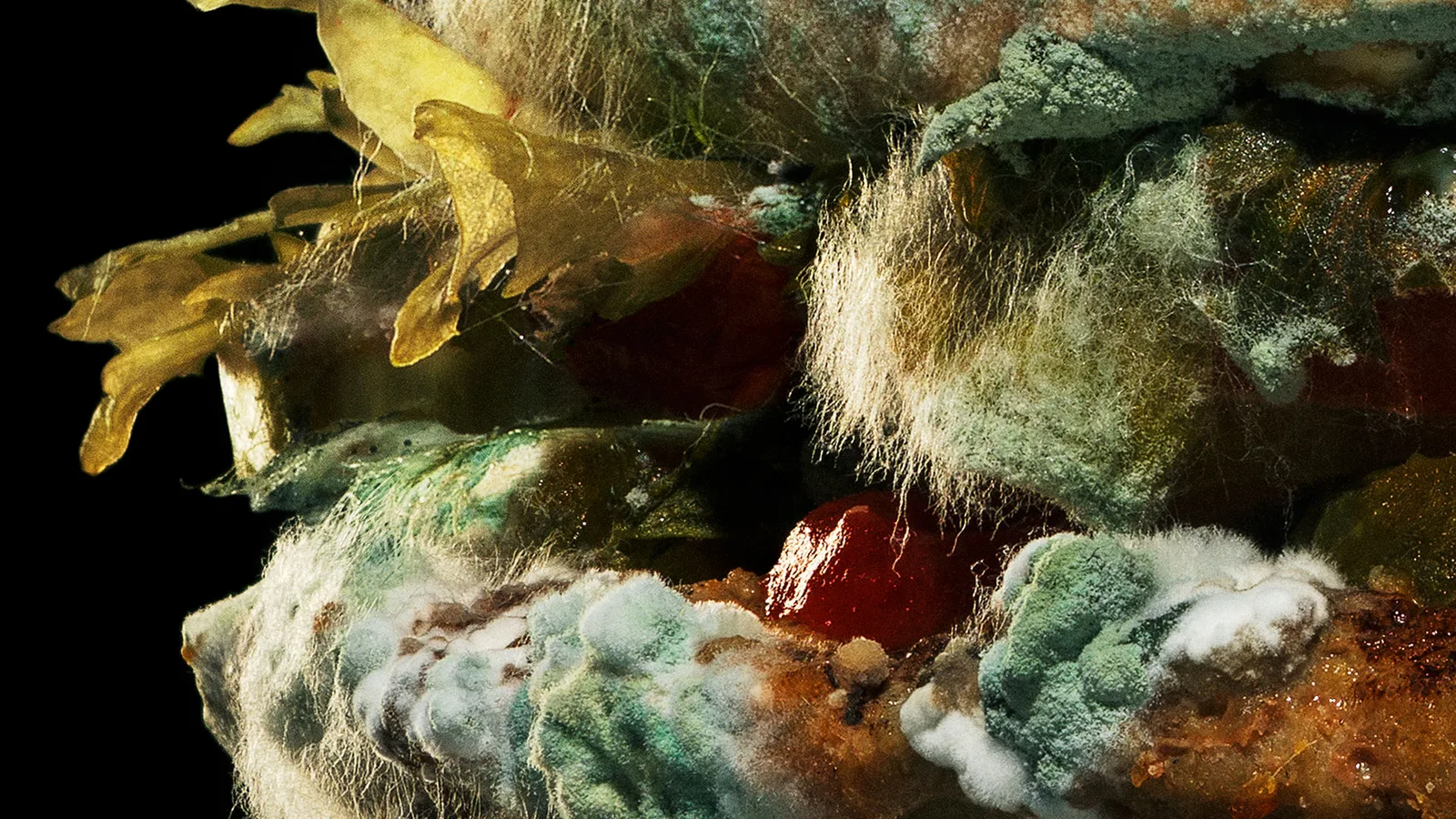 Grand Clio Winners: Burger King's 'Moldy Whopper' by David, INGO and Publicis | Muse by Clios