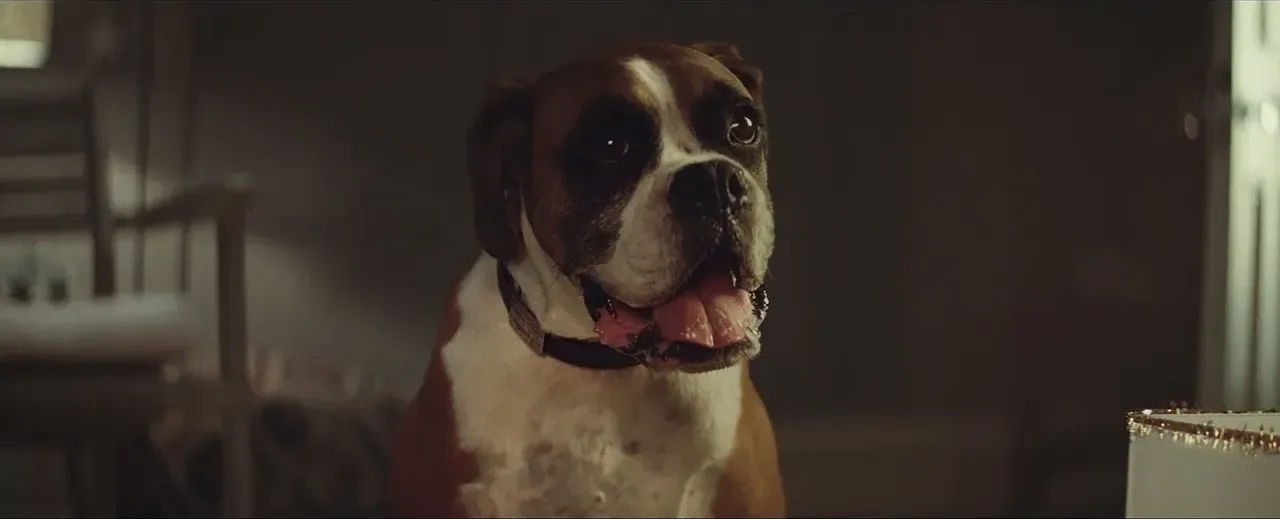 John Lewis Christmas Advert 2016 - #BusterTheBoxer