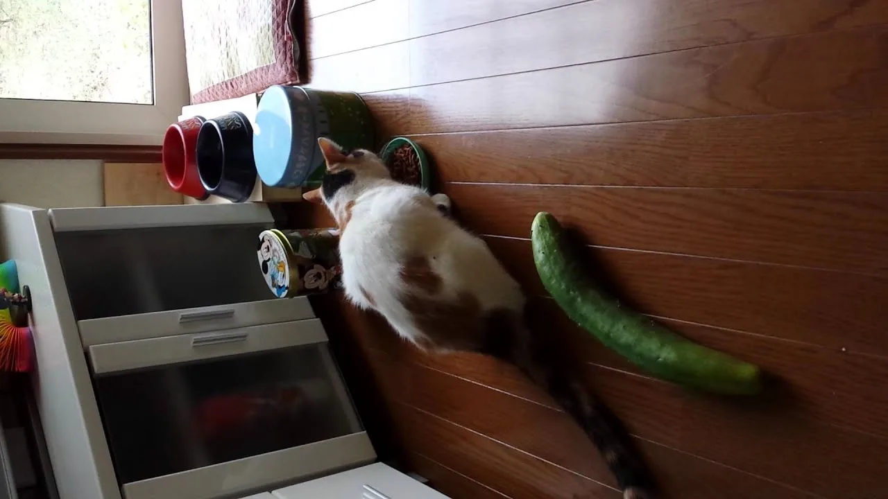 きゅうりにびっくりする猫その2