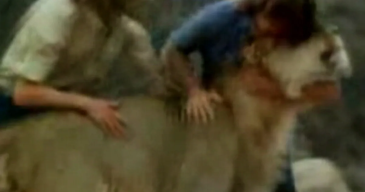 ‘Hugging’ lion’s ex-owners reflect on his legacy