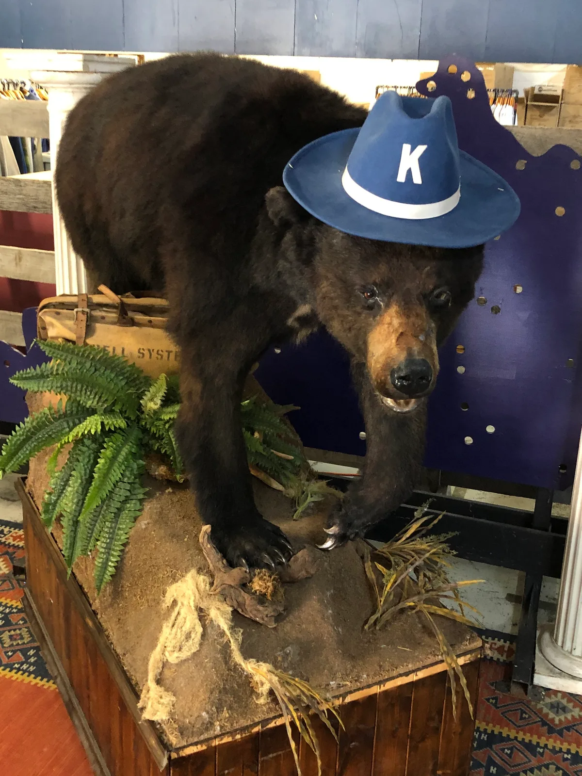 Taxidermy marketed as Cocaine Bear at the Kentucky for Kentucky Fun Mall; contextual image, Ferrett333, CC BY-SA 4.0.