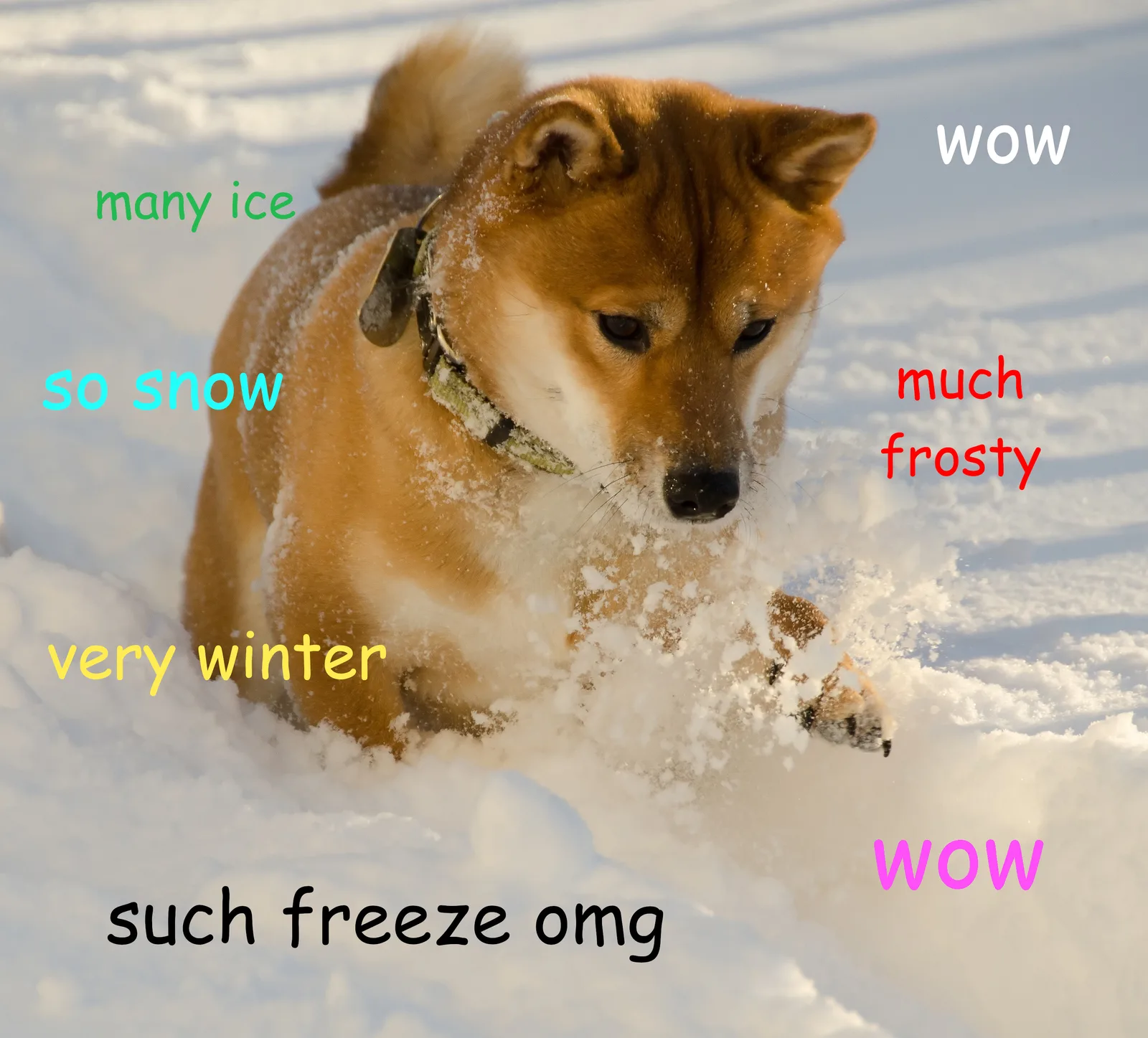 Example of the "doge" meme, a Shibu Inu dog surrounded by brightly coloured text suggesting their inner mental state.