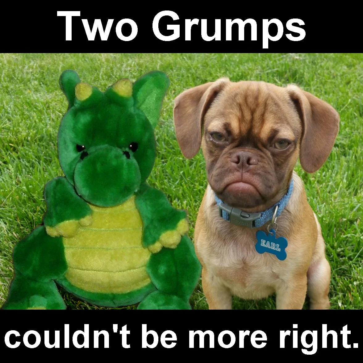 Windsor the Grumpy Dragon meets Earl the Grumpy Dog