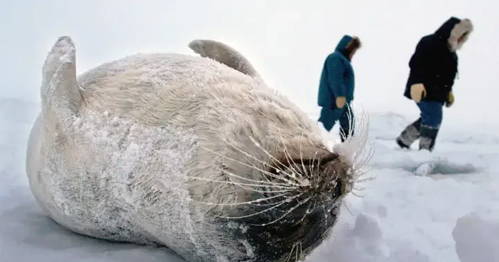 #sealfie campaign misguided, activists claim | Globalnews.ca