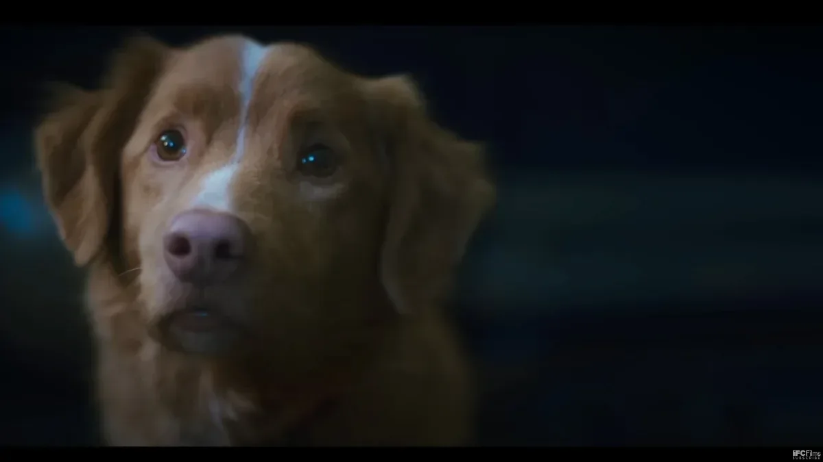 IFC Expands 'Good Boy' Theatrical Release After More Than 1 Million People Watch the Film's Trailer