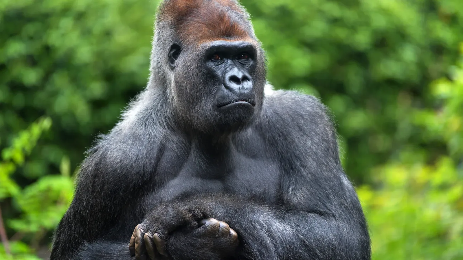 Portrait of a west lowland silverback gorilla