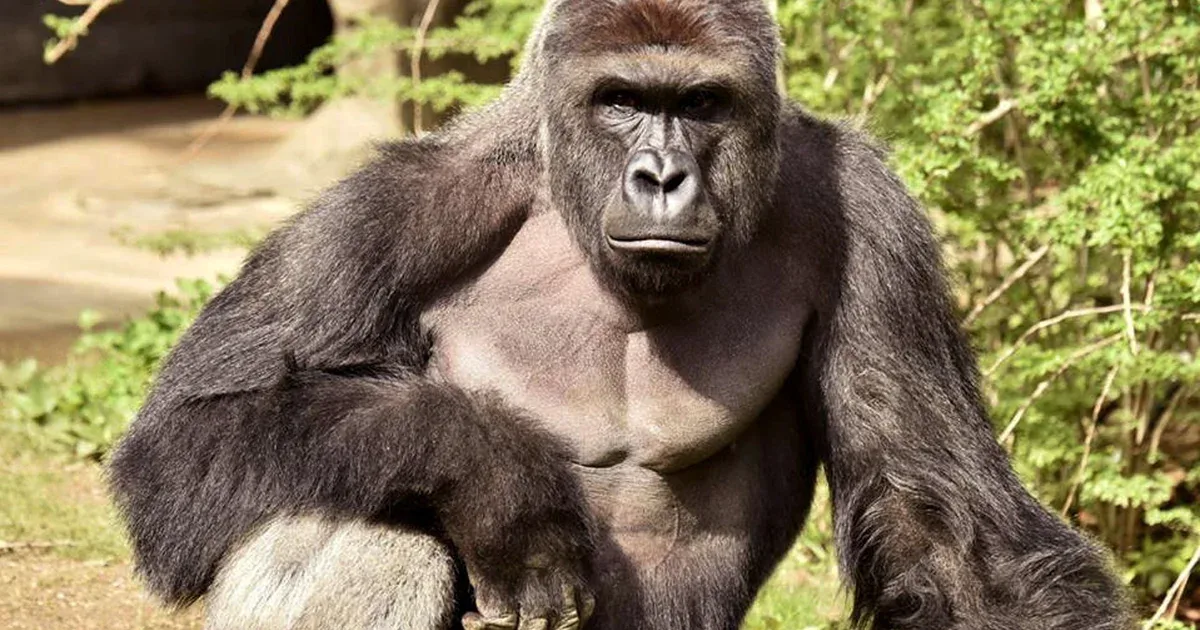 Harambe lives: Killed zoo gorilla gets a second life online