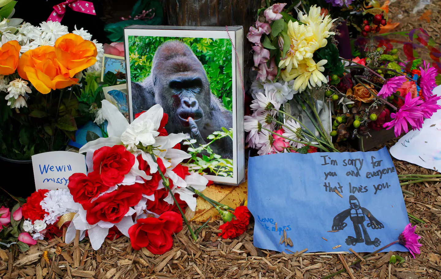 Months after Harambe’s death, he returns in memes - The Boston Globe
