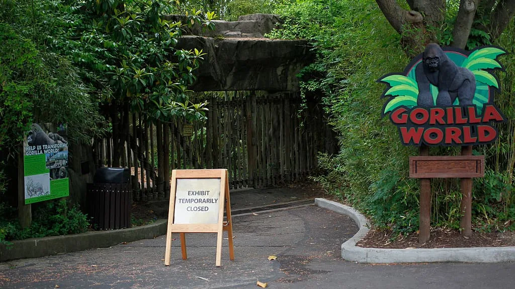 Controversy Rages After Shooting Death Of Endangered Gorilla At Cincinnati Zoo