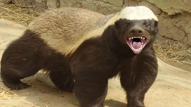 Honey Badger | Know Your Meme