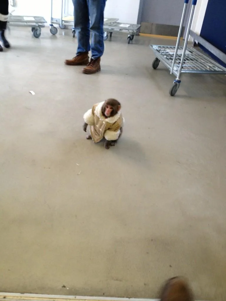 Umm saw a monkey in the #ikea parking lot. http://t.co/ZFJdIlQl