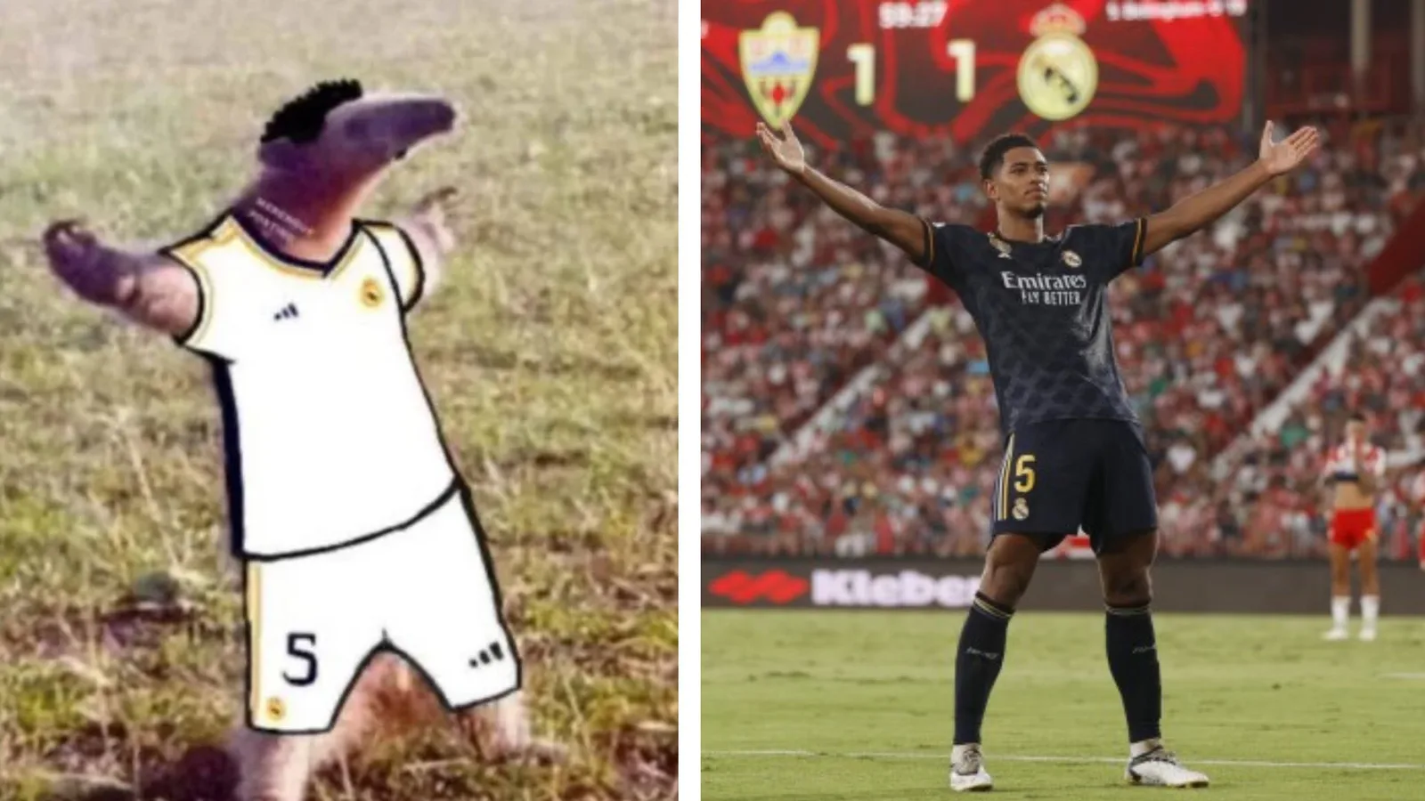 Bellingham Celebration / Belligol | Know Your Meme