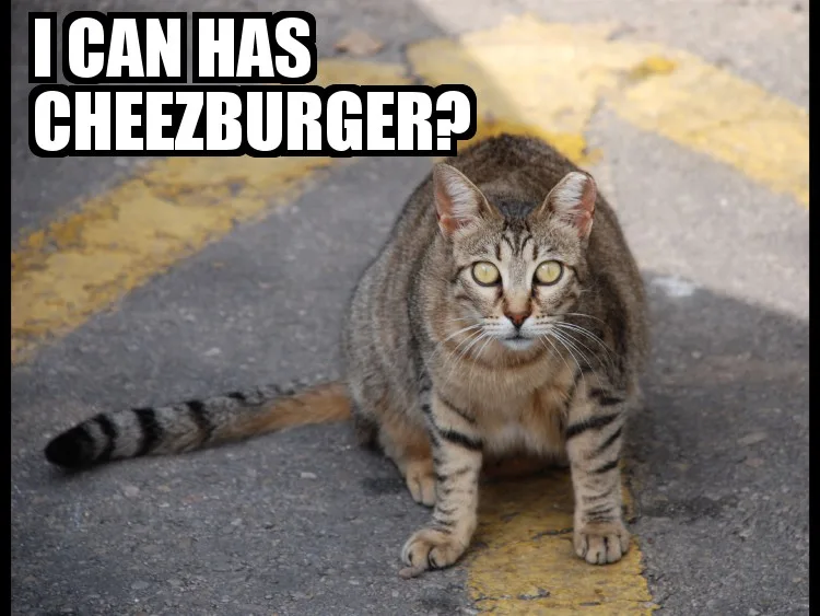 File:I can has cheezburger.jpg - Wikimedia Commons