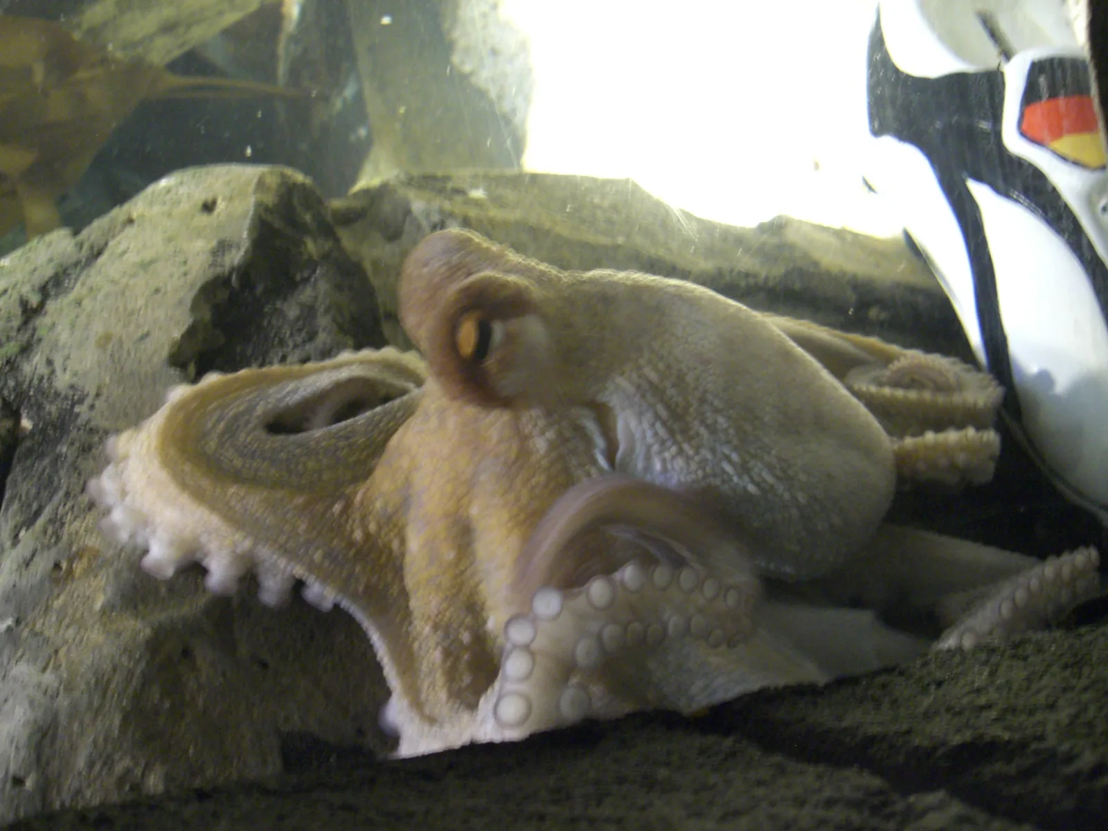 Animal oracle Paul the Octopus with a shoe.
