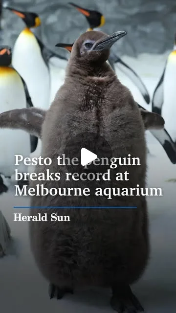 Trusted news for Victoria on Instagram: "Pesto the penguin has just broken a record at @sealifemelbourneaquarium becoming the centre’s biggest ever chick, weighing in at 20kg! 🐧❤️ #penguin…