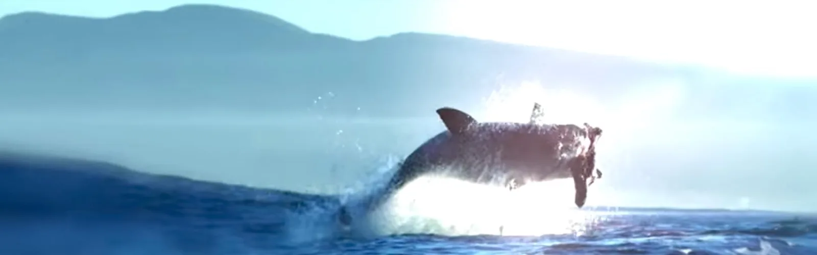 A great white shark breaching