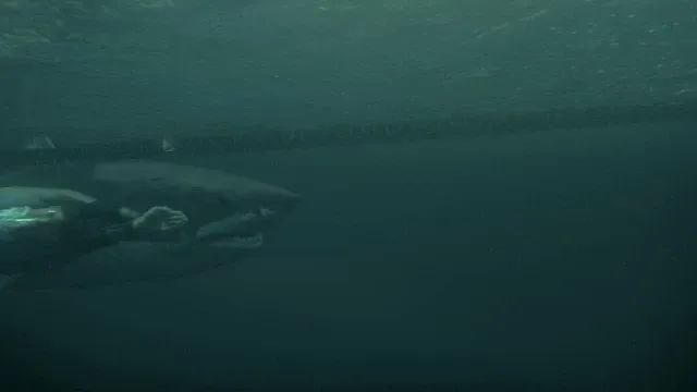 A great white shark underwater, from Shark Week