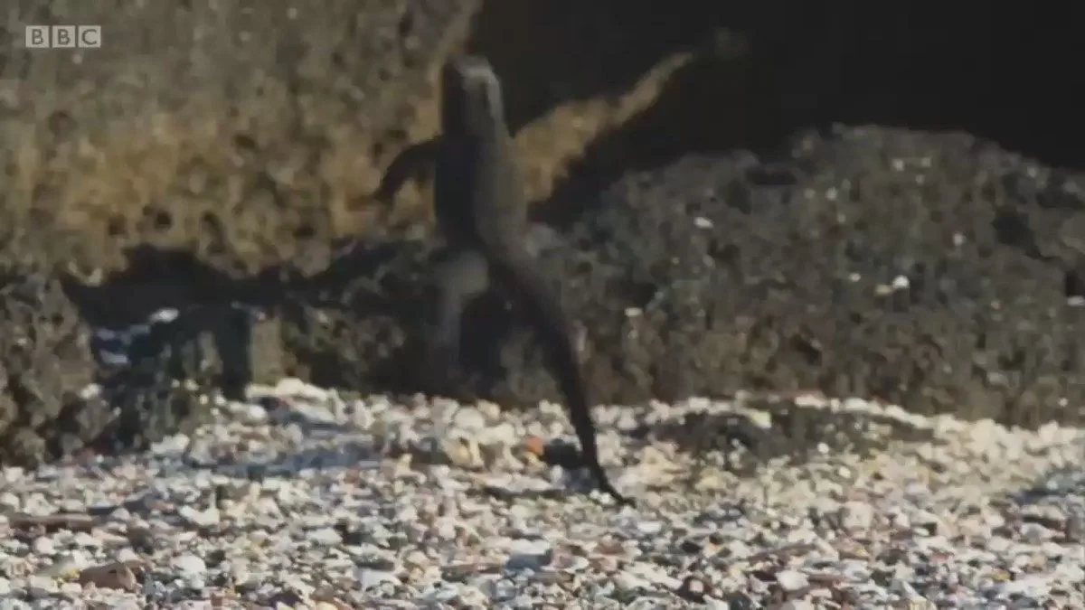 Amazing footage: a hatchling sea iguana makes a run for its life to the safety of the shore, but will it escape the runner snakes?