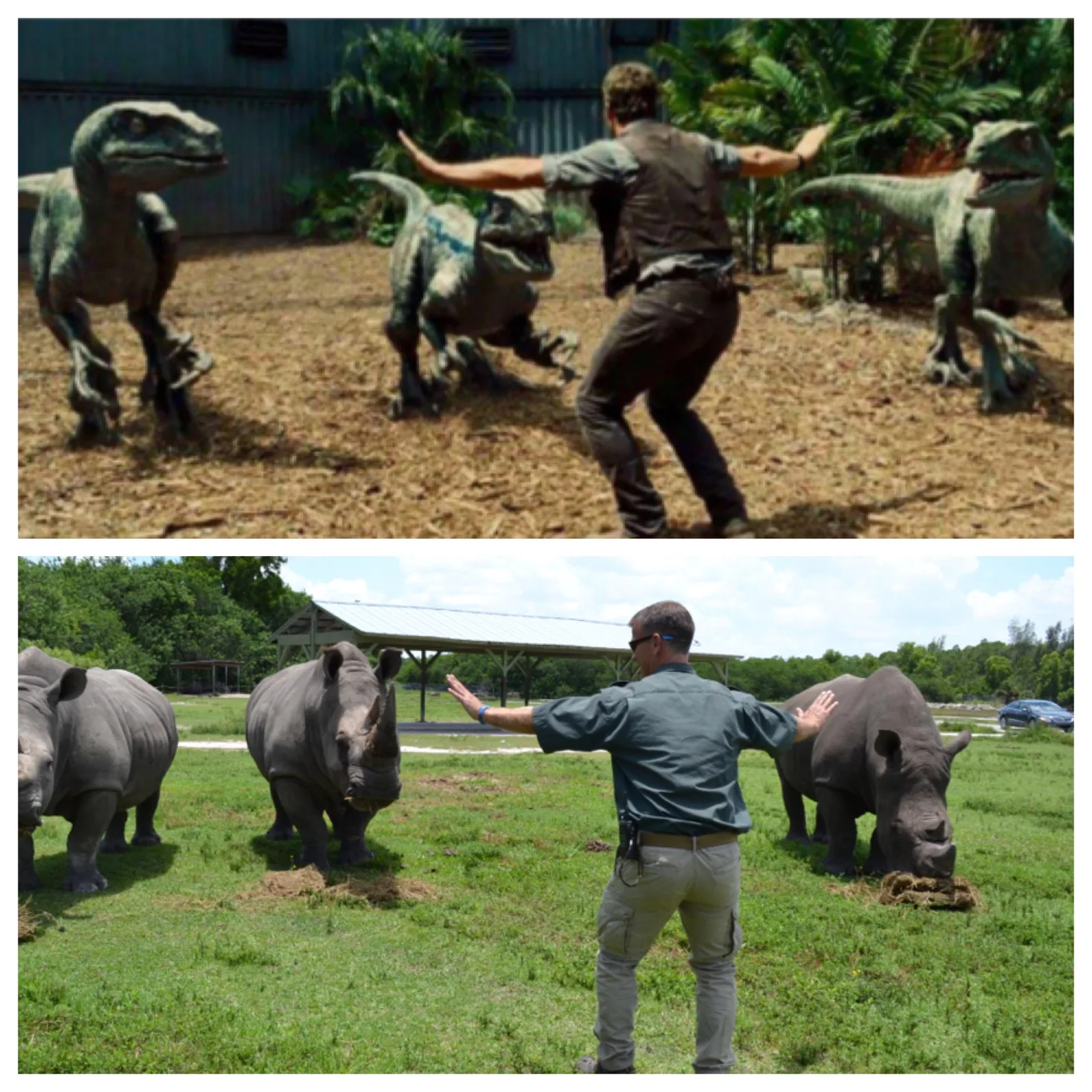 We are recreating Chris Pratt's raptor control from #JurassicWorld - with our Southern White Rhinos! http://t.co/ntnm1UsibJ