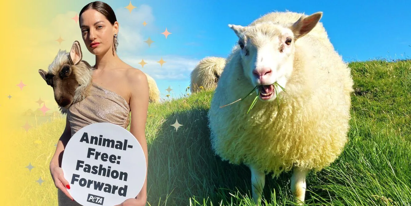 Schiaparelli-esque ‘Sheep’ Crashes NY Fashion Week | PETA