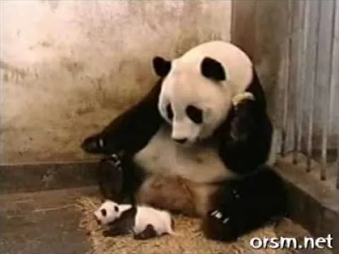 An excerpt from Little Pandas - The New Breed showed a cub sneezing and startling its bamboo-eating mother.