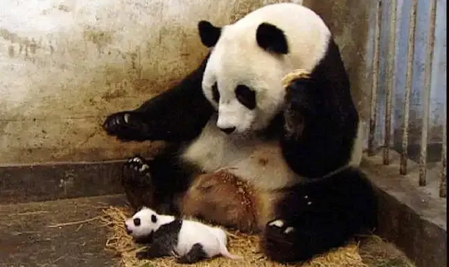 Viral Sneezing Baby Panda Clip Become Mockumentary