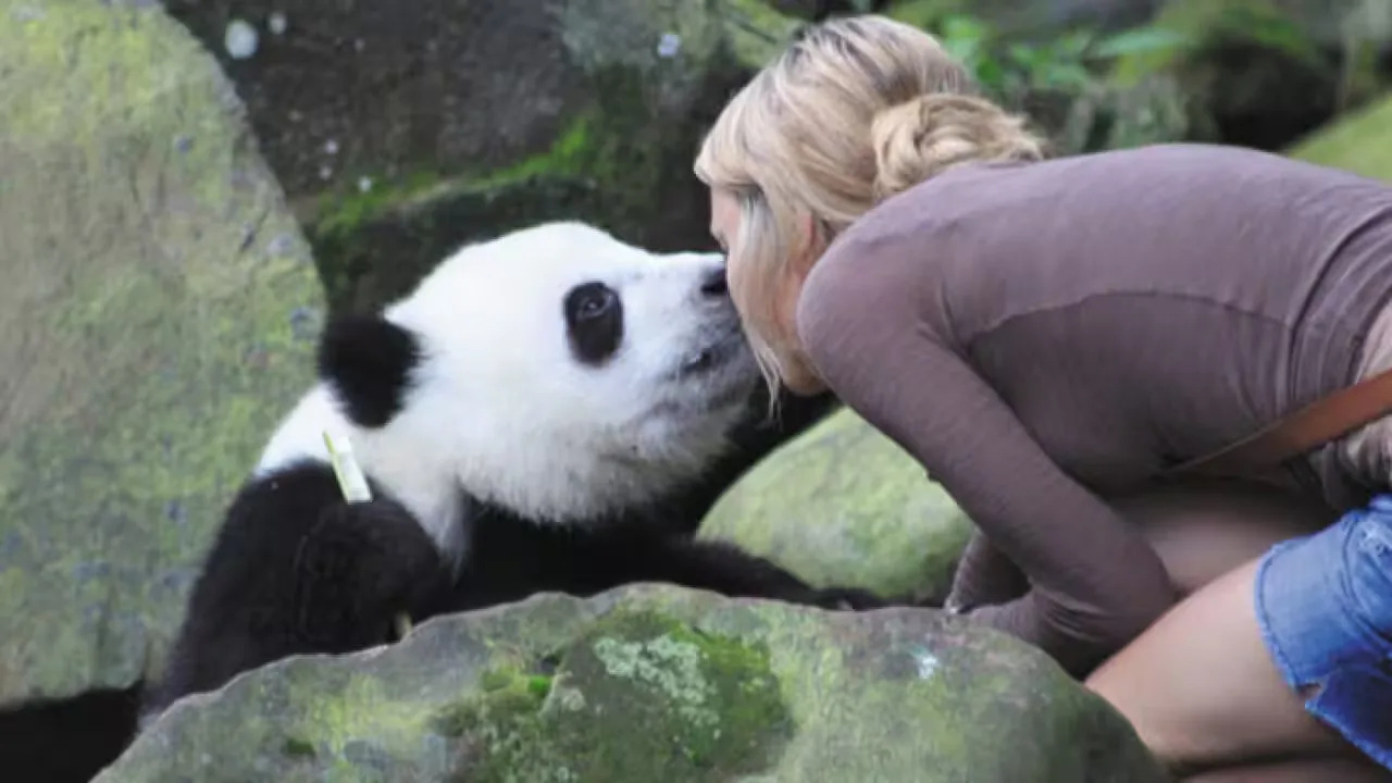 Sneezing Baby Panda – The Movie: Lesley Hammond interview