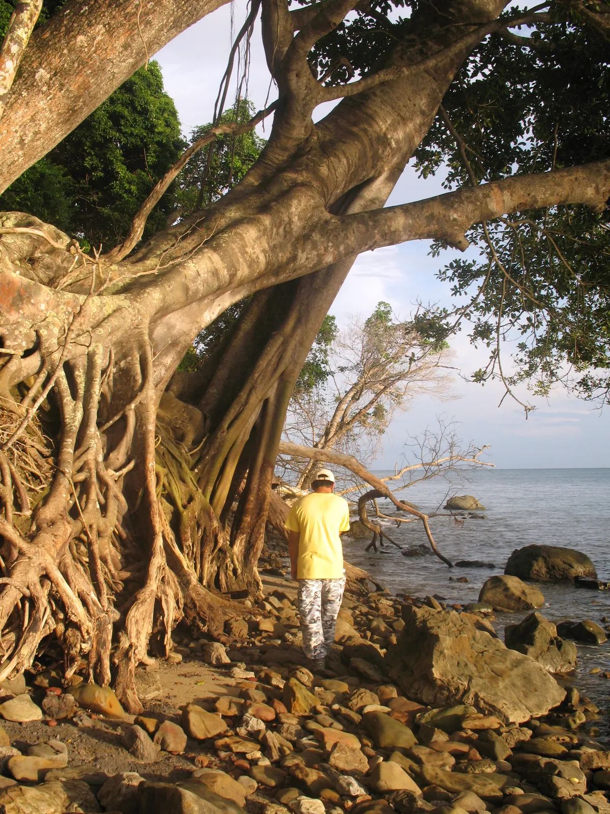Tree on the shore of Pulau Tiga, photographed in 2008; location context, not a production still.