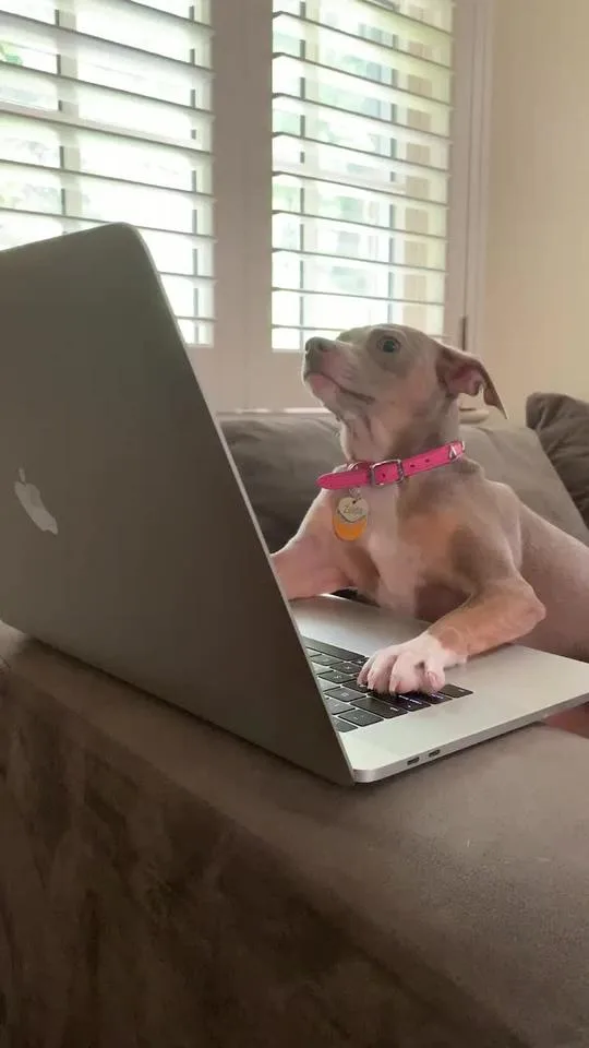 Zelda at a laptop in the Post’s first TikTok, May 21, 2019.