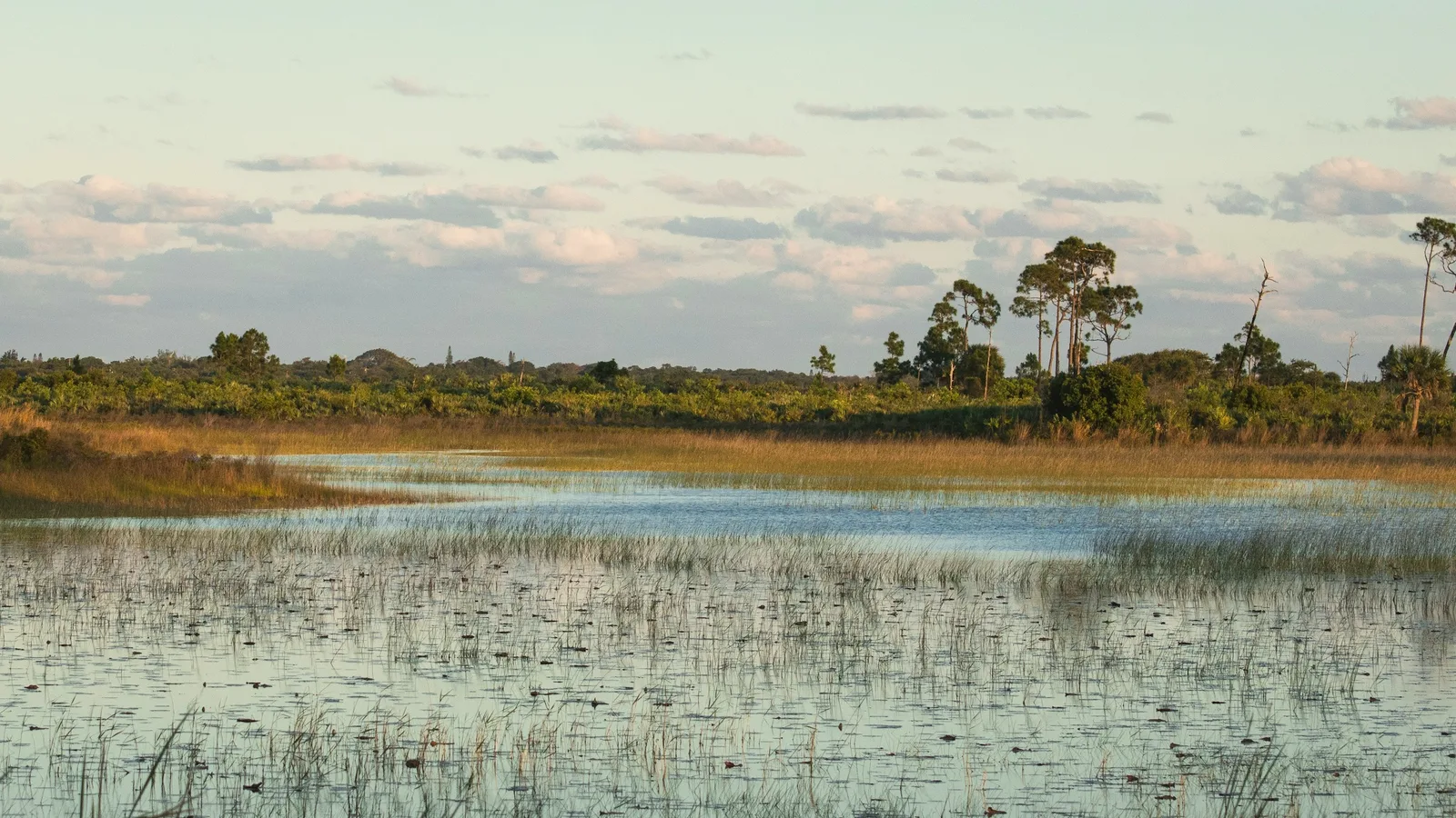 North Carolina marsh, the novel's setting