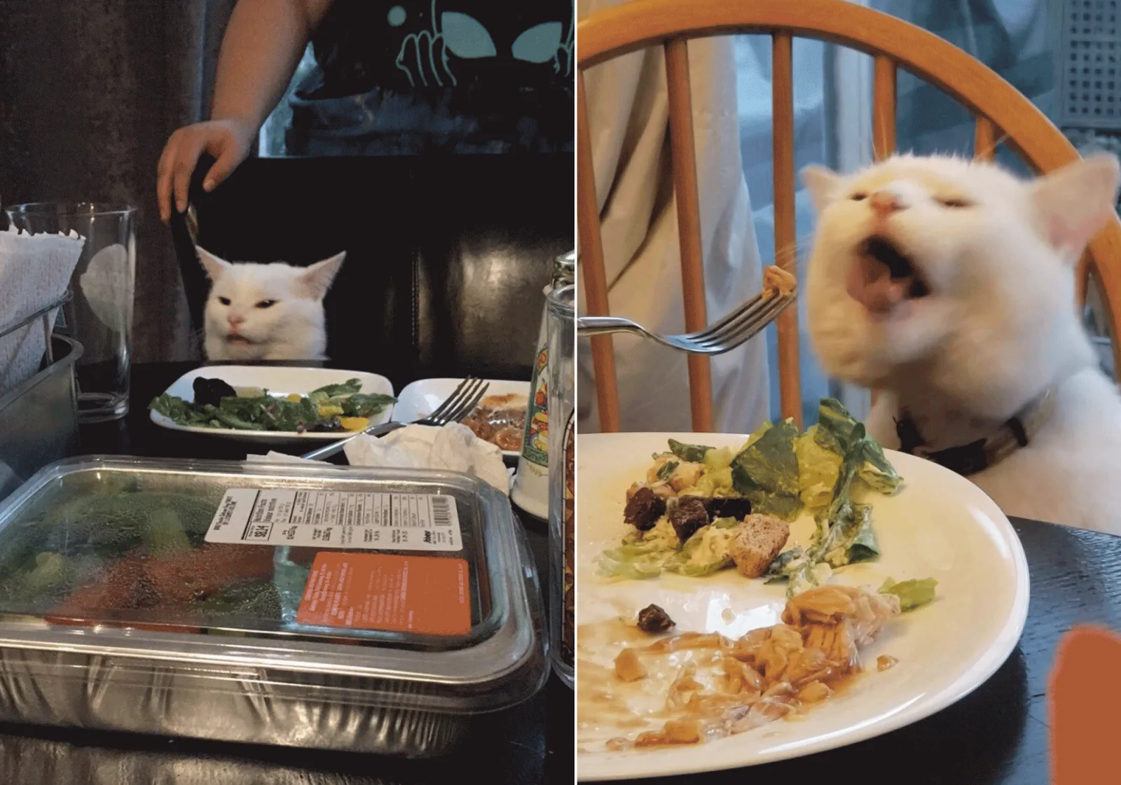 We Are All Smudge the Cat, Confused in an Angry World