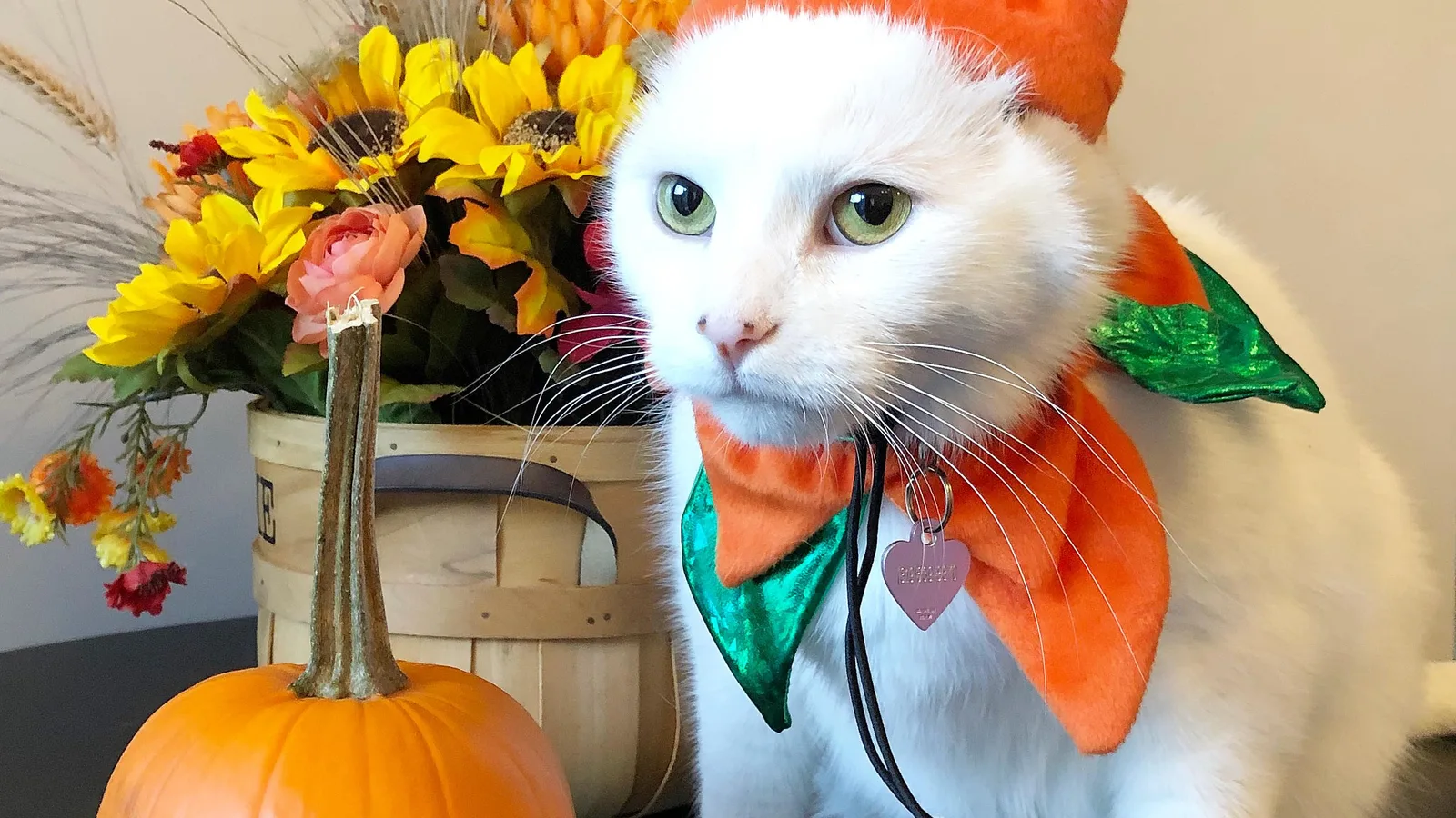 Meet Smudge the Cat From the Woman Yelling at a Cat Meme